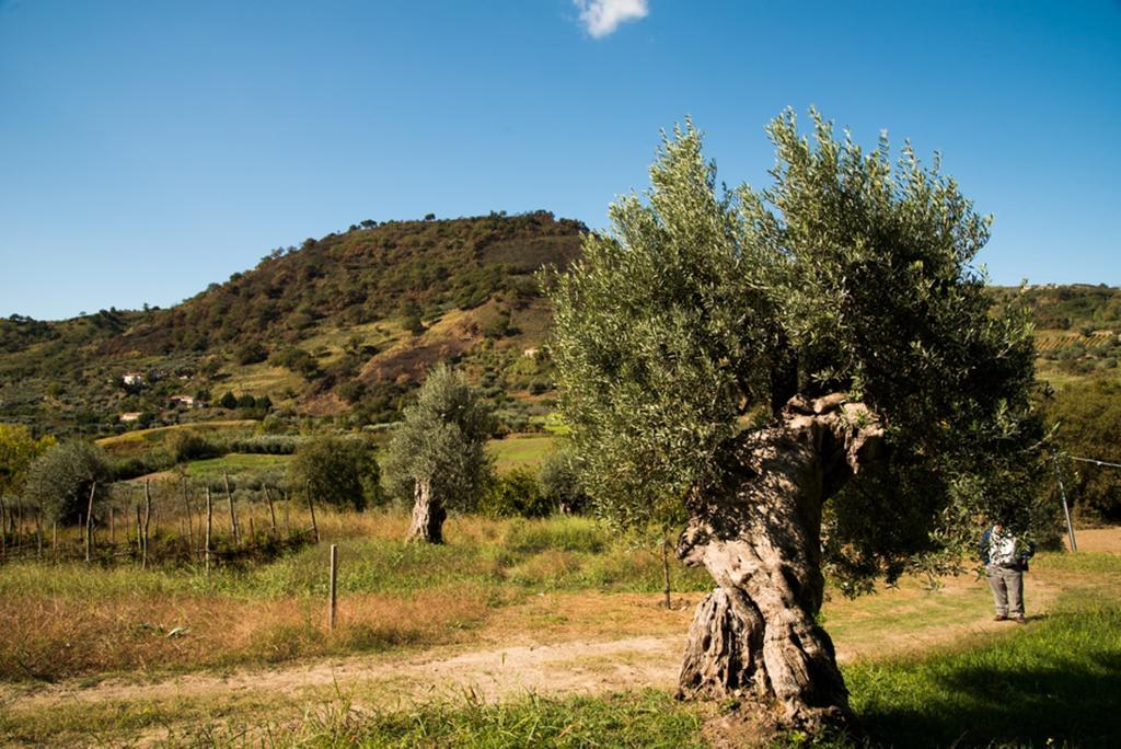 קמפורה סן ג'ובאני Agriturismo U' Casinu Da Scala מראה חיצוני תמונה